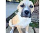 Adopt Cody's pup 2/Beckett a Boxer, Mixed Breed