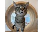 Adopt D'Angelo a Domestic Short Hair