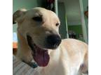 Adopt Dudley a Cardigan Welsh Corgi, Labrador Retriever