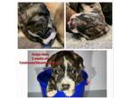 Adopt Stripe a Mixed Breed