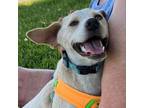 Adopt Twix a Yellow Labrador Retriever, Golden Retriever