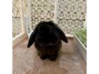 Adopt Cole a Mini Lop