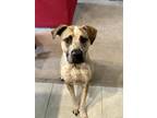 Adopt Reese a Mixed Breed