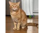 Adopt Humphrey a Domestic Short Hair