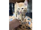 Adopt Cassius a Domestic Short Hair