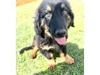 Adopt Brutus a German Shepherd Dog, Beagle