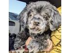 Adopt Mr Eli F a Shih Tzu