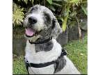 Adopt Shaggy (COH-A-9012)(S) a Sheep Dog, Standard Poodle