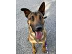 Adopt Hans-Adoption Fee Grant Eligible! a German Shepherd Dog