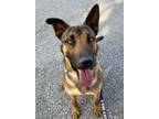 Adopt Hans a German Shepherd Dog