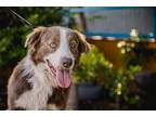 Adopt Buddy a Border Collie, Weimaraner