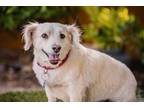 Adopt Beau a American Eskimo Dog, Corgi