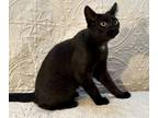 Adopt Domino a Domestic Short Hair