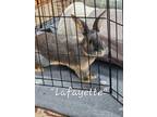 Adopt Lafayette a Rex, Bunny Rabbit