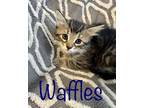 Adopt Waffles a Domestic Medium Hair, Tabby