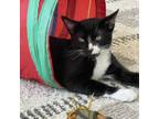 Adopt Gambit a Domestic Short Hair