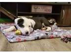Adopt Neo a Collie, Pit Bull Terrier