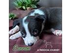 Adopt Lennon a Pointer, Mixed Breed