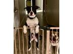 Adopt Panda a American Staffordshire Terrier