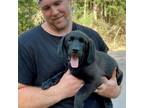 Adopt Kelce a Golden Retriever, Black Labrador Retriever