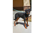 Adopt Kelce a Rottweiler, Doberman Pinscher