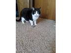 Adopt Ambrose a Domestic Short Hair