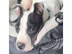 Adopt Sprout a Pit Bull Terrier