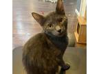 Adopt Otis (bonded with Ollie 5 mth) a Domestic Short Hair