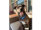 Adopt Jack a Plott Hound, Pit Bull Terrier