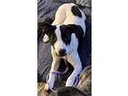 Adopt Bishop a American Staffordshire Terrier, Border Collie