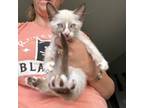 Adopt Cappuccino a Snowshoe, Siamese