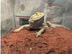 Adopt Scales a Bearded Dragon
