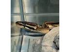 Adopt Bucatini a Snake
