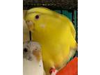 Adopt Cassini a Parakeet (Other)