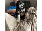 Mutt Puppy for sale in Montrose, SD, USA