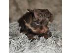 Yorkshire Terrier Puppy for sale in Marion, SC, USA