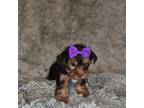 Yorkshire Terrier Puppy for sale in Marion, SC, USA