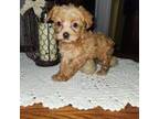 Mutt Puppy for sale in Rehoboth, MA, USA