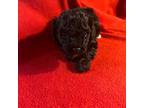 Poodle (Toy) Puppy for sale in Nathalie, VA, USA