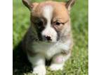 Pembroke Welsh Corgi Puppy for sale in Adair, OK, USA