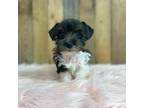 Schnauzer (Miniature) Puppy for sale in Revere, MO, USA