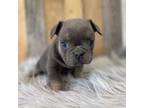 French Bulldog Puppy for sale in Revere, MO, USA