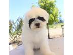 Shih-Poo Puppy for sale in Porterville, CA, USA