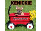 French Bulldog Puppy for sale in Athens, OH, USA