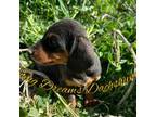 Dachshund Puppy for sale in Willcox, AZ, USA