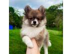 Pomeranian Puppy for sale in Elizabethville, PA, USA