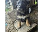 German Shepherd Dog Puppy for sale in Wolcottville, IN, USA