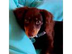 Dachshund Puppy for sale in White Oak, NC, USA