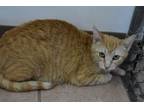 Adopt Nicolete a Domestic Short Hair