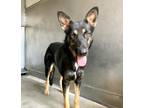 Adopt MAY a German Shepherd Dog